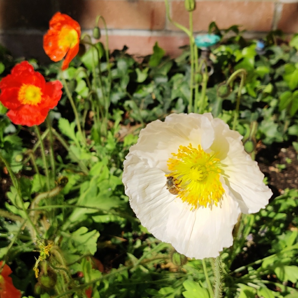 Meet your Posher, Roxxy